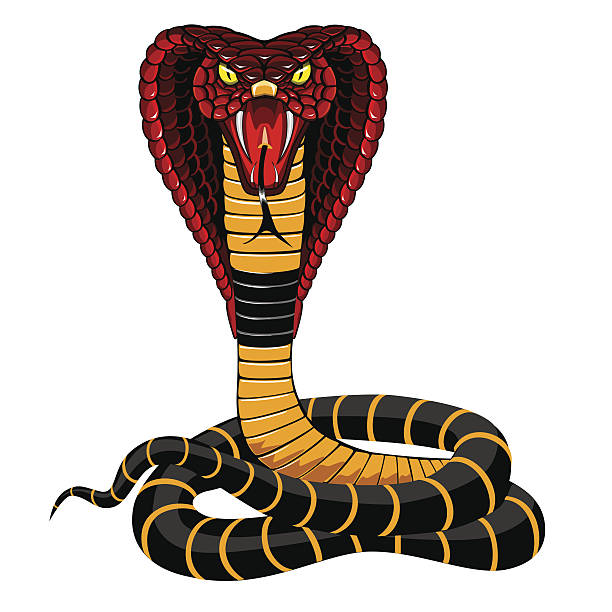 Cobra Cobra snake illustration. snake with its tongue out stock illustrations
