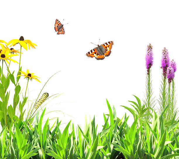 istock Summer flowers, green leaves and insect 479969345