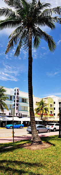 palm tree devant colony - colony photos et images de collection
