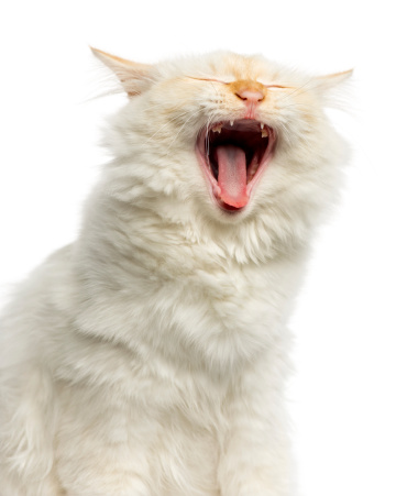 Close-up of a Birman cat yawning, 5 months old, isolated on white