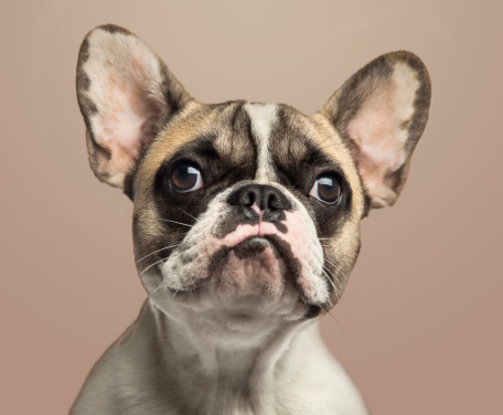 Close-up of a French Bulldog, on beige background