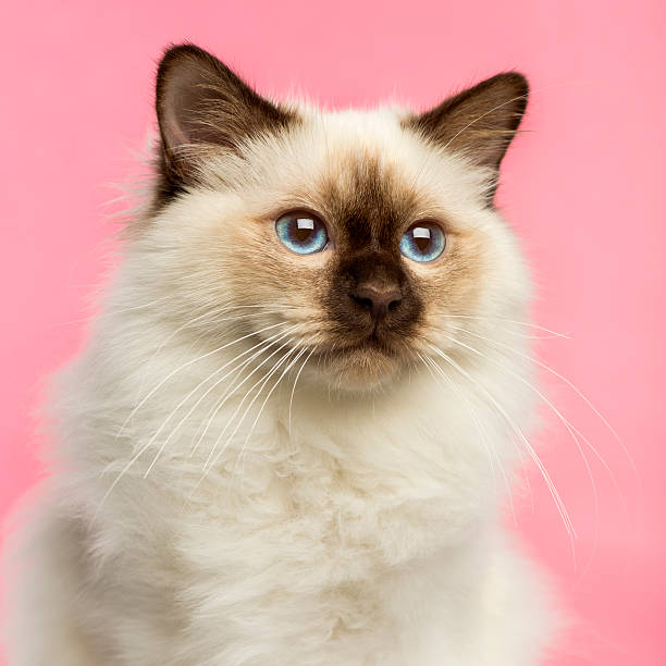 istock Close-up of a Birman kitten, 5 months old 479970603