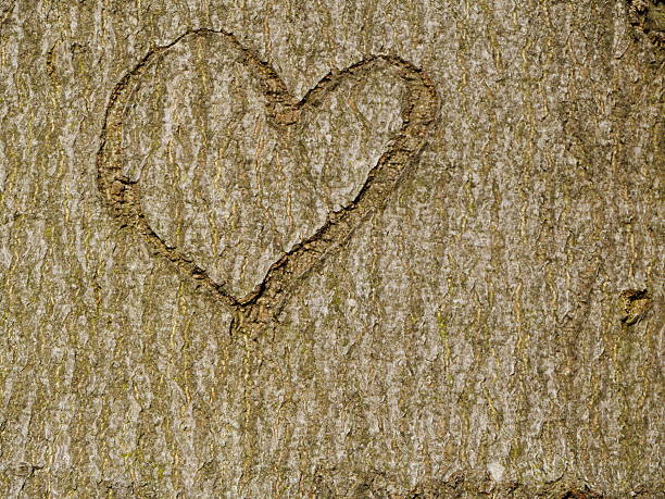 istock heart carved in tree trunk 479970697