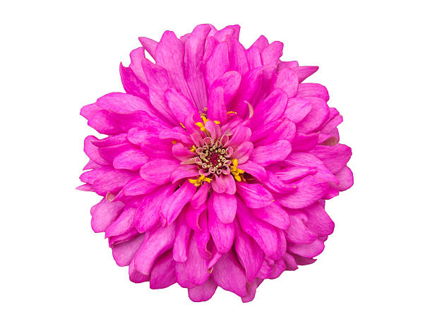 istock Pink zinnia flower isolated on white 479970786