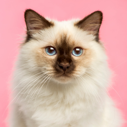 Close-up of a Birman kitten looking at the camera, 5 months old, on a pink background