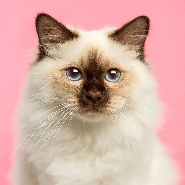 Photo of Close-up of a Birman kitten looking at the camera