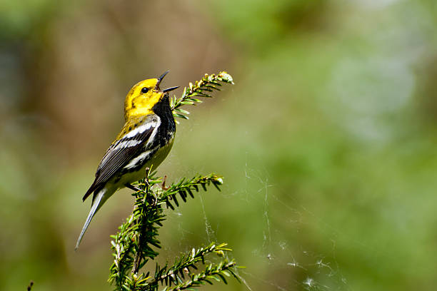 istock Black-throated Green Warbler 479970919