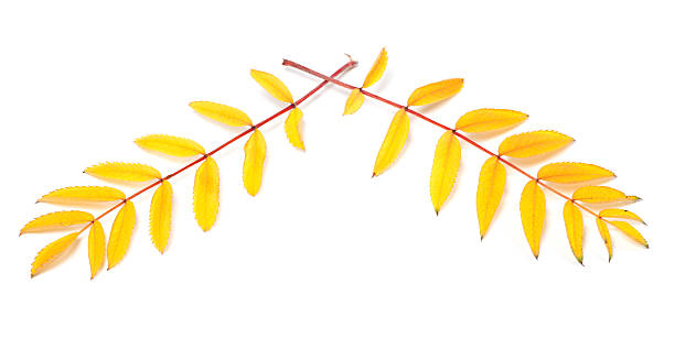 istock Yellowed autumn rowan leaves on white background 479971016