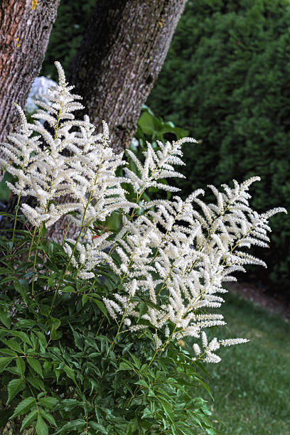 istock Blooming Astilbe plant in the garden 479972135