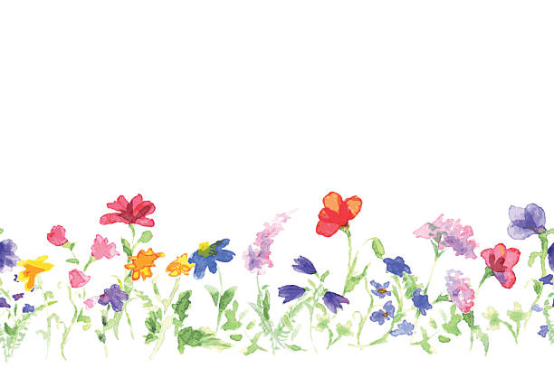 aquarell hintergrund mit abbildung von wildblumen - wildflower stock-grafiken, -clipart, -cartoons und -symbole