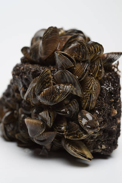 istock Zebra Mussel Freshwater Invasive Species 479972201