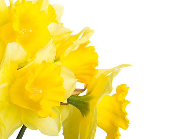 narcisses fleurs de printemps - daffodil bouquet isolated on white petal photos et images de collection