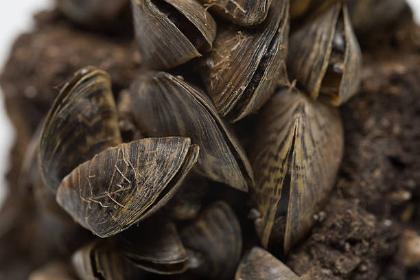 Zebra Mussel stock photo