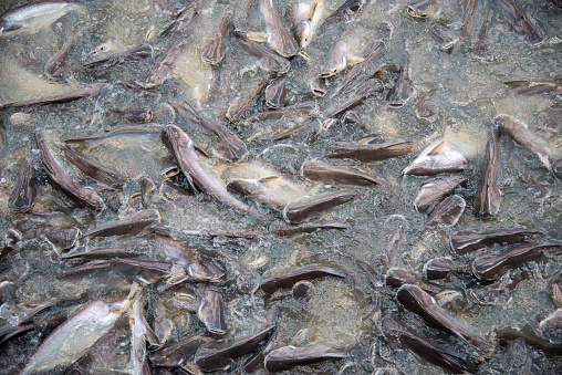 Feeding Frenzy of Fish (mostly catfish)