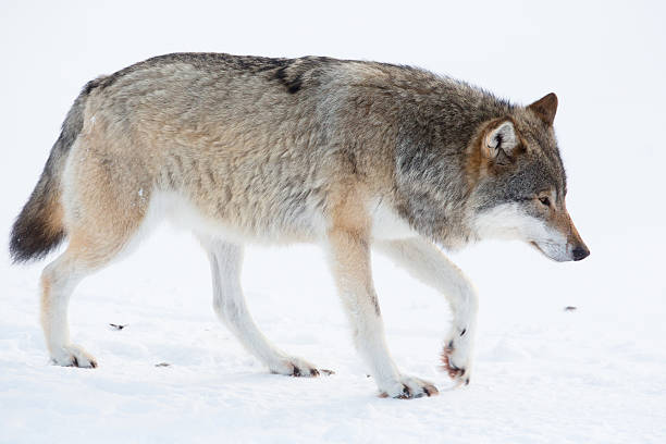 wolf camminare nella neve - wolf norway woods winter foto e immagini stock