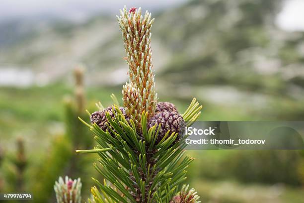 Cones On A Young Pine Tree Stock Photo - Download Image Now - 2015, Branch - Plant Part, Brown