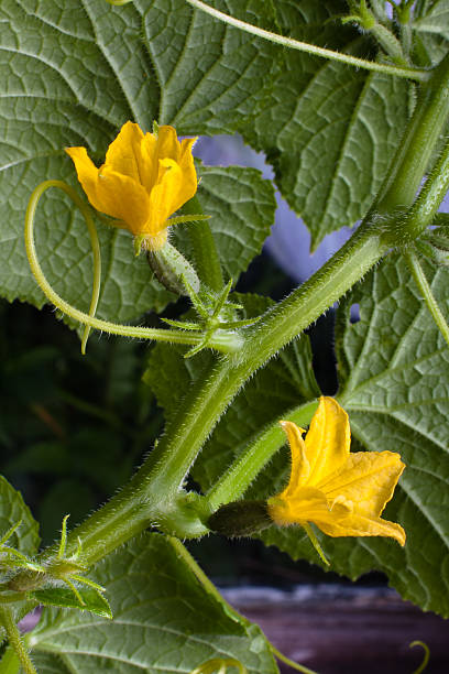 istock flowers of cucumber 479977148