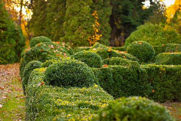 istock green decorative bushes  in a city park 479978004