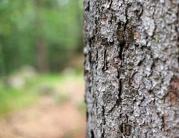 istock rough bark of the tree trunk in mountain trail 479978098