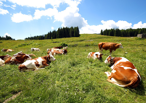 cow grazing in the meadow in the mountains