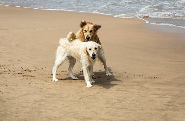 istock Dogs playing on the beach 479979294