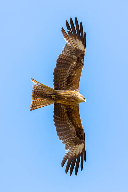 flying falcon - kestrel hawk beak falcon zdjęcia i obrazy z banku zdjęć