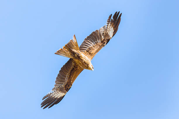 flying falcon - kestrel hawk beak falcon zdjęcia i obrazy z banku zdjęć