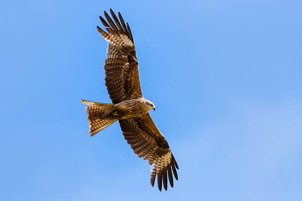 flying-falcon - kestrel hawk beak falcon stock-fotos und bilder