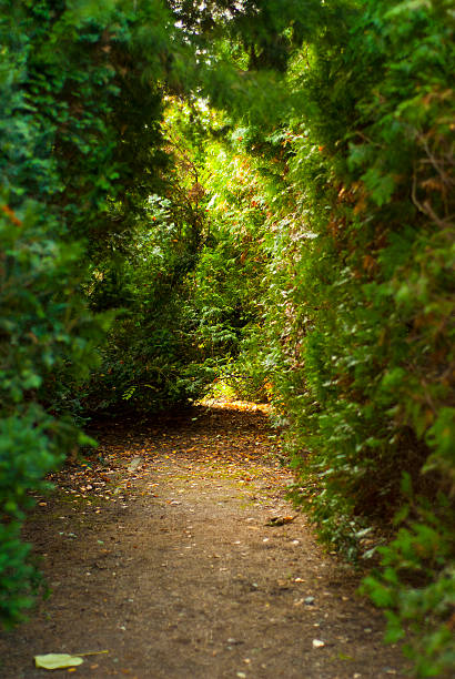 istock green decorative bushes  in a city park 479986246
