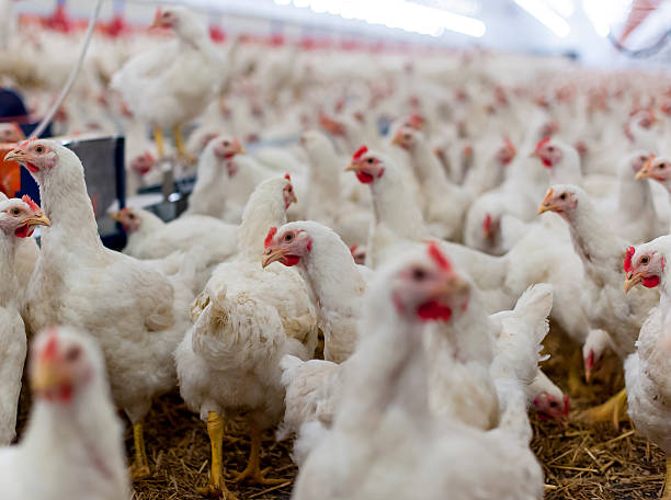 istock Hens in the henhouse 479986356