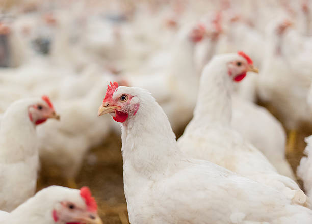 hens au henhouse - batiment agricole photos et images de collection