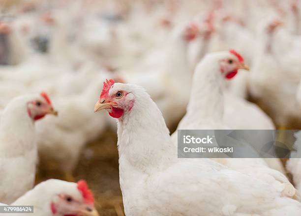 Hens In The Henhouse Stock Photo - Download Image Now - Chicken - Bird, Chicken Meat, Farm