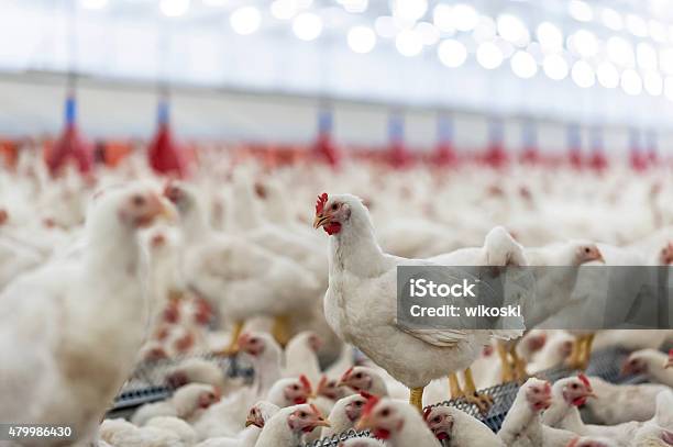 Photo libre de droit de Hens Au Henhouse banque d'images et plus d'images libres de droit de Poulet - Volaille domestique - Poulet - Volaille domestique, Poulet - Viande blanche, Ferme - Aménagement de l'espace