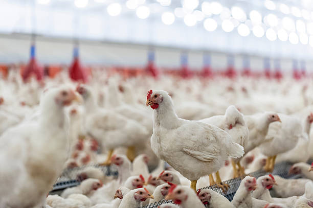 istock Hens in the henhouse 479986430