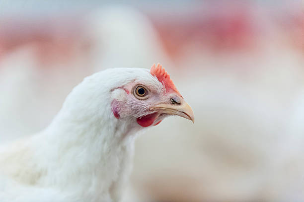 istock Hens in the henhouse 479986442