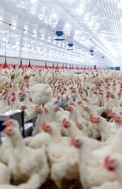 istock Hens in the henhouse 479986602