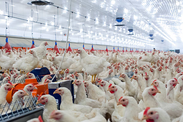 Hens in the henhouse