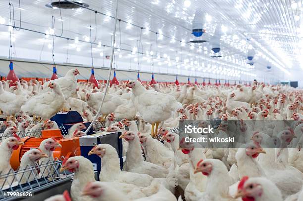 Hens In The Henhouse Stock Photo - Download Image Now - Farm, Chicken - Bird, Hen