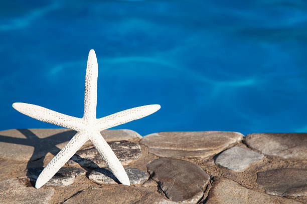 istock Sea star by blue swimming pool 479986728