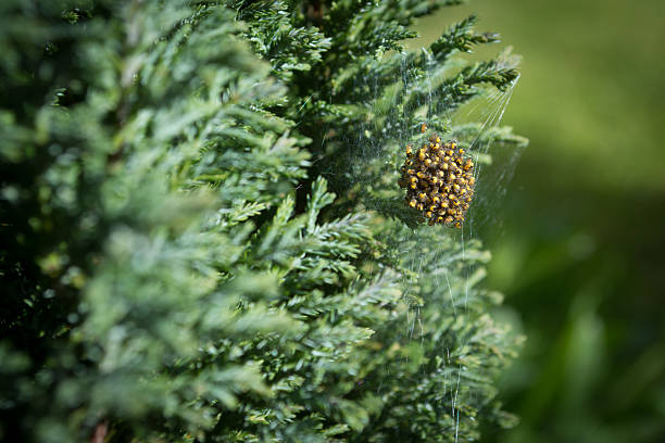 Spiders next in conifer tree
