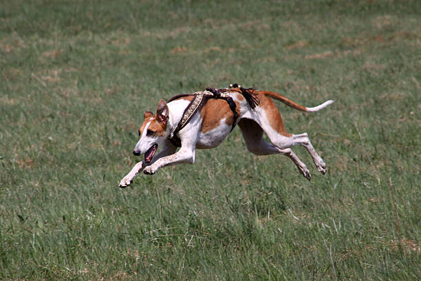 running podenco - greyhound dog podenco running photos et images de collection