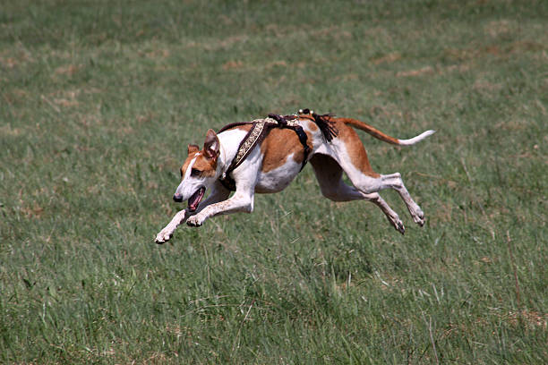 podenco 실행 - greyhound dog running podenco 뉴스 사진 이미지