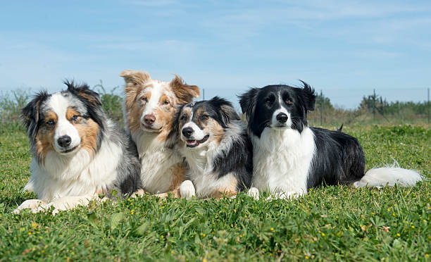 istock group of dogs 479987176