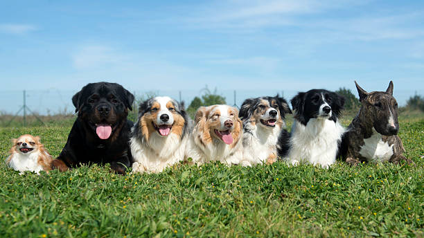 istock group of dogs 479987180