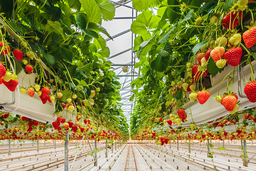 Industrial growth of strawberries in a Dutch greenhouse