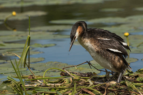 Great crested grebe on the nest stock photo