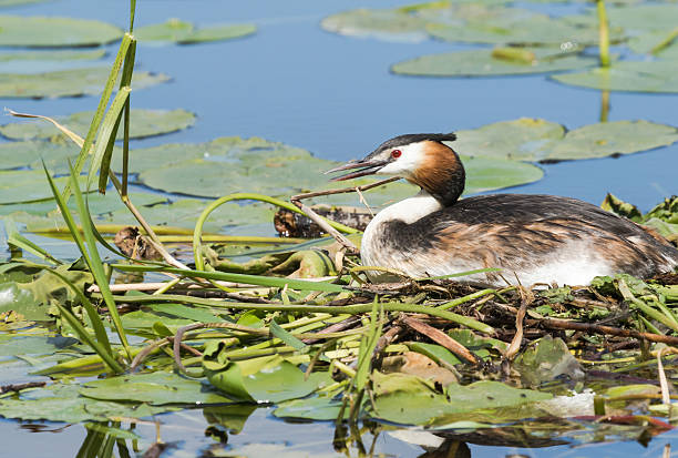 Great crested grebe on the nest stock photo