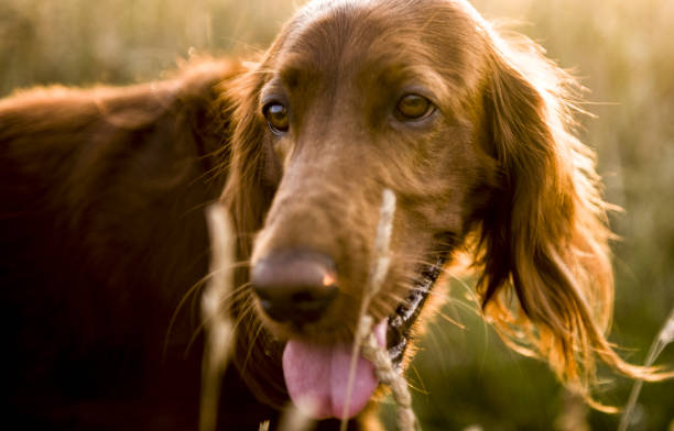 istock Dog on the walk 479990596