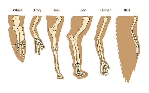 ilustrações de stock, clip art, desenhos animados e ícones de estrutura forelimb de mamíferos. imagens ilustrações. - hors