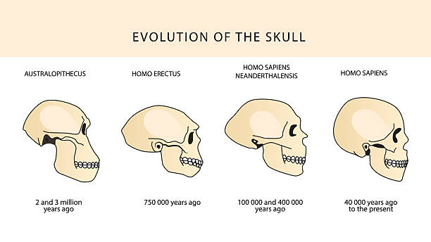 illustrazioni stock, clip art, cartoni animati e icone di tendenza di evoluzione umana del teschio. illustrazioni storico. - animal skull